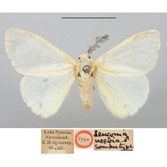 /filer/webapps/moths/media/images/U/usebia_Leucoma_STM_BMNH.jpg