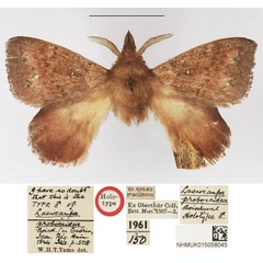 /filer/webapps/moths/media/images/P/proboscidea_Lasiocampa_HT_NHMUK.jpg