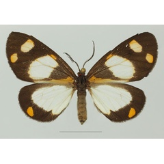 /filer/webapps/moths/media/images/C/charmione_Terina_AF_Basquina.jpg