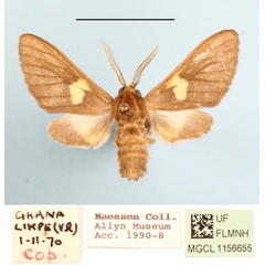 /filer/webapps/moths/media/images/M/monotica_Anapisa_AM_MGCL_01.JPG