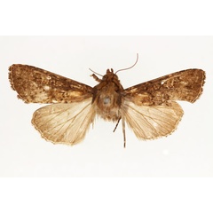 /filer/webapps/moths/media/images/D/dipterigidia_Apospasta_AM_RMCA.jpg