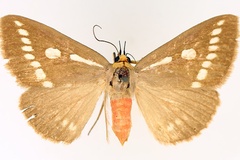 Calesia zambesita