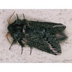/filer/webapps/moths/media/images/P/parva_Sena_A_Roland.jpg