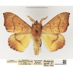 /filer/webapps/moths/media/images/S/spissa_Soligena_AM_NHMUK_01.jpg