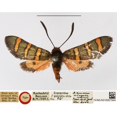 /filer/webapps/moths/media/images/V/virgata_Arniocera_HT_NHMUK.jpg