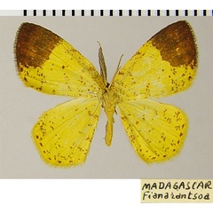 /filer/webapps/moths/media/images/A/apicirubra_Chrysocraspeda_AM_ZSMa.jpg