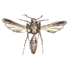 /filer/webapps/moths/media/images/G/gansoni_Similipepsis_HT_COGMb.jpg