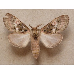 /filer/webapps/moths/media/images/M/mediata_Rhenea_Butler_02.jpg