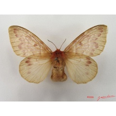 /filer/webapps/moths/media/images/N/nigrivenis_Lechriolepis_AF_Alberta_01.jpg