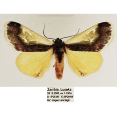 /filer/webapps/moths/media/images/R/rema_Tuertella_AM_TMSA_03.jpg