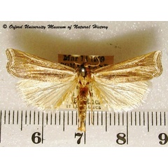 /filer/webapps/moths/media/images/P/pectinifera_Ancylolomia_A_OUMNH_01g.jpg