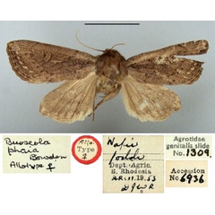 /filer/webapps/moths/media/images/P/phaia_Busseola_AT_BMNH.jpg