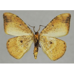 /filer/webapps/moths/media/images/U/ustata_Milocera_HT_ZSMb.jpg