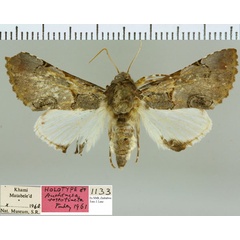 /filer/webapps/moths/media/images/R/roseotincta_Auchenisa_HT_NMB.jpg