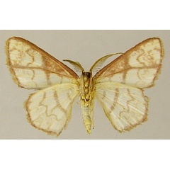 /filer/webapps/moths/media/images/V/volutisignata_Chrysocraspeda_AM_ZSMb.jpg