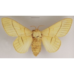 /filer/webapps/moths/media/images/M/monteiroi_Trichopisthia_AF_TMSA_02.jpg