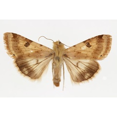 /filer/webapps/moths/media/images/P/peltigera_Heliothis_AM_RMCA.jpg