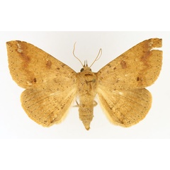 /filer/webapps/moths/media/images/C/congressa_Ericeia_AF_TMSA_02.jpg