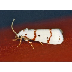 /filer/webapps/moths/media/images/P/pretoriae_Cyana_A_Roland_01_K62ZvtA.jpg