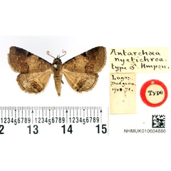 /filer/webapps/moths/media/images/N/nyctichroa_Antarchaea_HT_BMNH.jpg