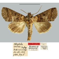 /filer/webapps/moths/media/images/C/confusa_Abrostola_HT_MNHN.jpg