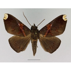 /filer/webapps/moths/media/images/R/remaudi_Megacephalomana_AM_Basquin_02.jpg