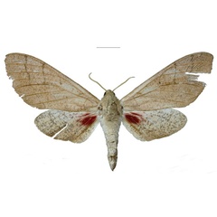 /filer/webapps/moths/media/images/N/nicolae_Neoclanis_PTF_EMEMa.jpg