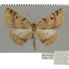 /filer/webapps/moths/media/images/B/bathiei_Nopia_AM_ZSMa.jpg