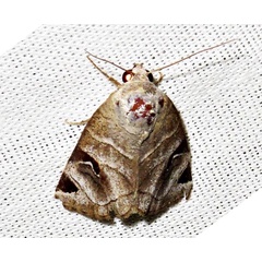 /filer/webapps/moths/media/images/C/cornuta_Brevipecten_A_Braun_11.jpg