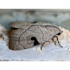 /filer/webapps/moths/media/images/N/nana_Oglasa_A_Voaden.JPG