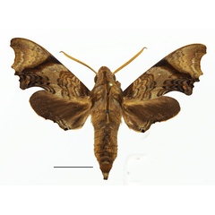 /filer/webapps/moths/media/images/P/palpalis_Temnora_AM_Basquina.jpg