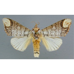 /filer/webapps/moths/media/images/I/imitata_Phalera_A_RMCA_02.jpg