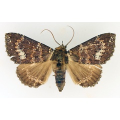 /filer/webapps/moths/media/images/S/semifimbria_Facidina_AF_TMSA_02.jpg