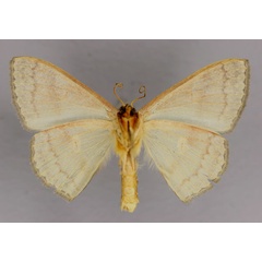 /filer/webapps/moths/media/images/N/nucleata_Somatina_A_ZSM_02.jpg