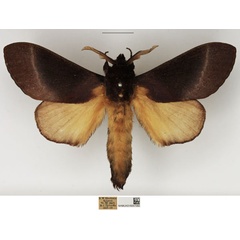 /filer/webapps/moths/media/images/J/jamesoni_Catalebeda_AM_NHMUK.jpg