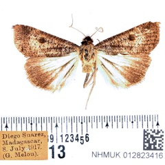 /filer/webapps/moths/media/images/M/malagasy_Tathorhynchus_AM_BMNH.jpg