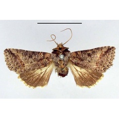 /filer/webapps/moths/media/images/B/bicyclata_Abrostola_HT_ZMHB.jpg