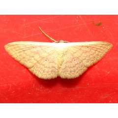 /filer/webapps/moths/media/images/A/adelpharia_Scopula_A_Goff.jpg