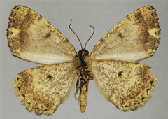 /filer/webapps/moths/media/images/S/sima_Xylopteryx_AM_ZSMb.jpg