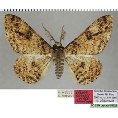 /filer/webapps/moths/media/images/P/poensis_Cleora_HT_ZSMa.jpg