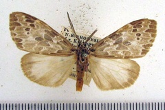 Galtara aurivilii