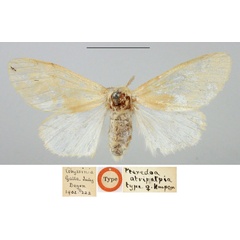 /filer/webapps/moths/media/images/A/atripalpia_Pteredoa_STF_BMNH.jpg