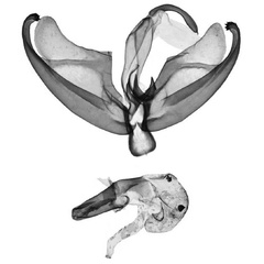 /filer/webapps/moths/media/images/K/kruegeri_Birketsmithiola_GMHT_BMNH.jpg