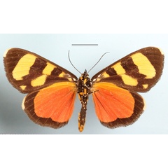 /filer/webapps/moths/media/images/B/butleri_Heraclia_A_MGCLb_01.JPG