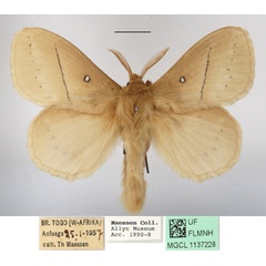 /filer/webapps/moths/media/images/J/jacchus_Philotherma_AM_MGCLa_01.jpg