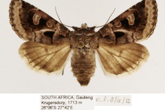 Neuranethes spodopterodes