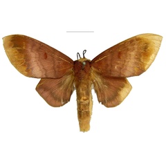 /filer/webapps/moths/media/images/S/scythropa_Pseudometa_HT_MfN.jpg
