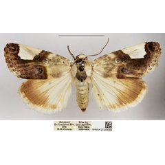 /filer/webapps/moths/media/images/M/margaritata_Acontia_AF_NHMUK.jpg