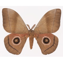/filer/webapps/moths/media/images/H/hecate_Gonimbrasia_AM_Basquin.jpg
