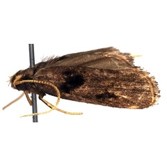 /filer/webapps/moths/media/images/F/fruticosa_Thubdora_HT_ZMHB.jpg